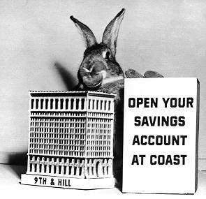 coast rabbit